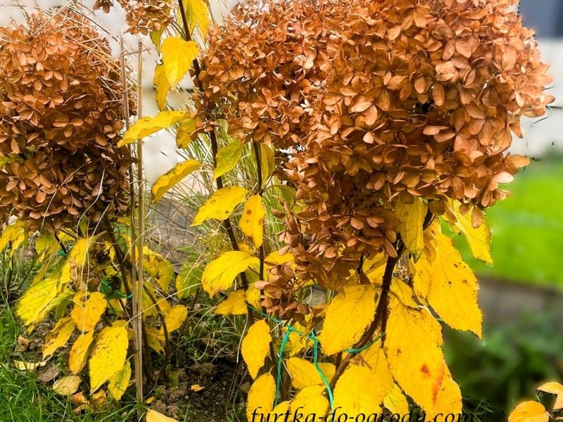 Jesienne przemijanie w ogrodzie - porady ogrodowe zgodne z naturą