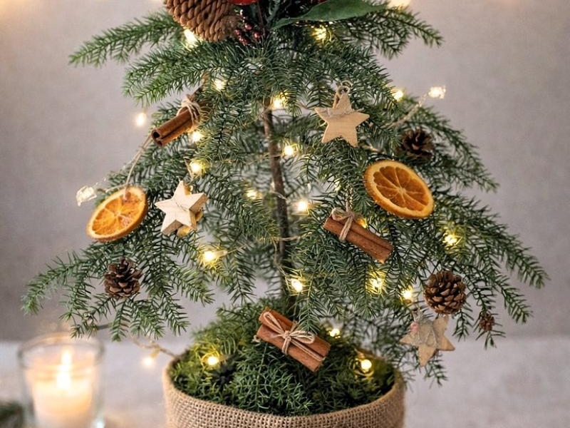Araukaria w świątecznej dekoracji