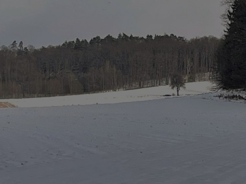 Zimowe szeptanie w ogrodzie