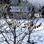 Zima rysuje ogród na...